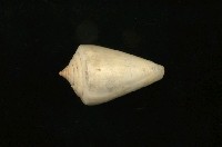 藏品(蠟黃芋螺)的圖片